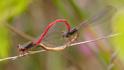 Ceriagrion tenellum in cop-